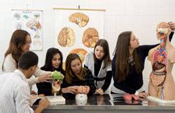 Seis alunos sentados ao redor de uma mesa que contém uma maquete de cranio e uma representação do corpo humano.